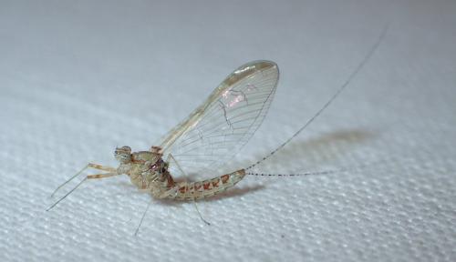 Cloeon dipterum
